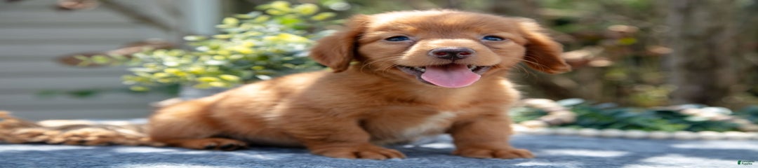 Mateo
