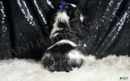Cocker Spaniel dogs for sale: Cheerio - Image 4