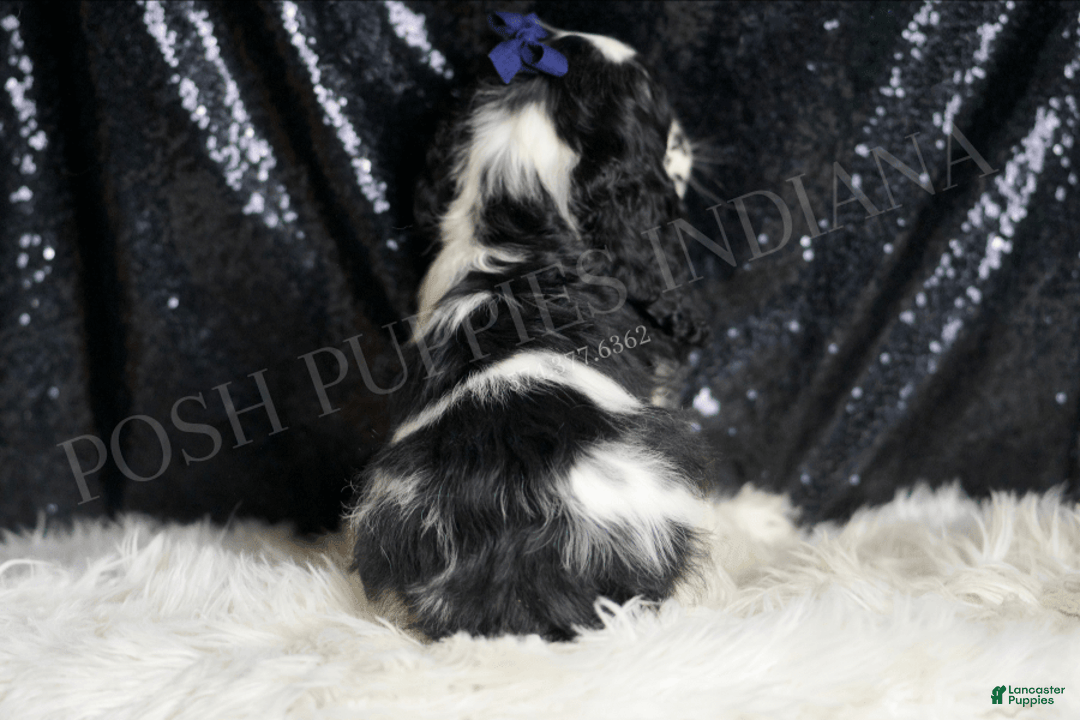 Cocker Spaniel dogs for sale: Cheerio - Image 4