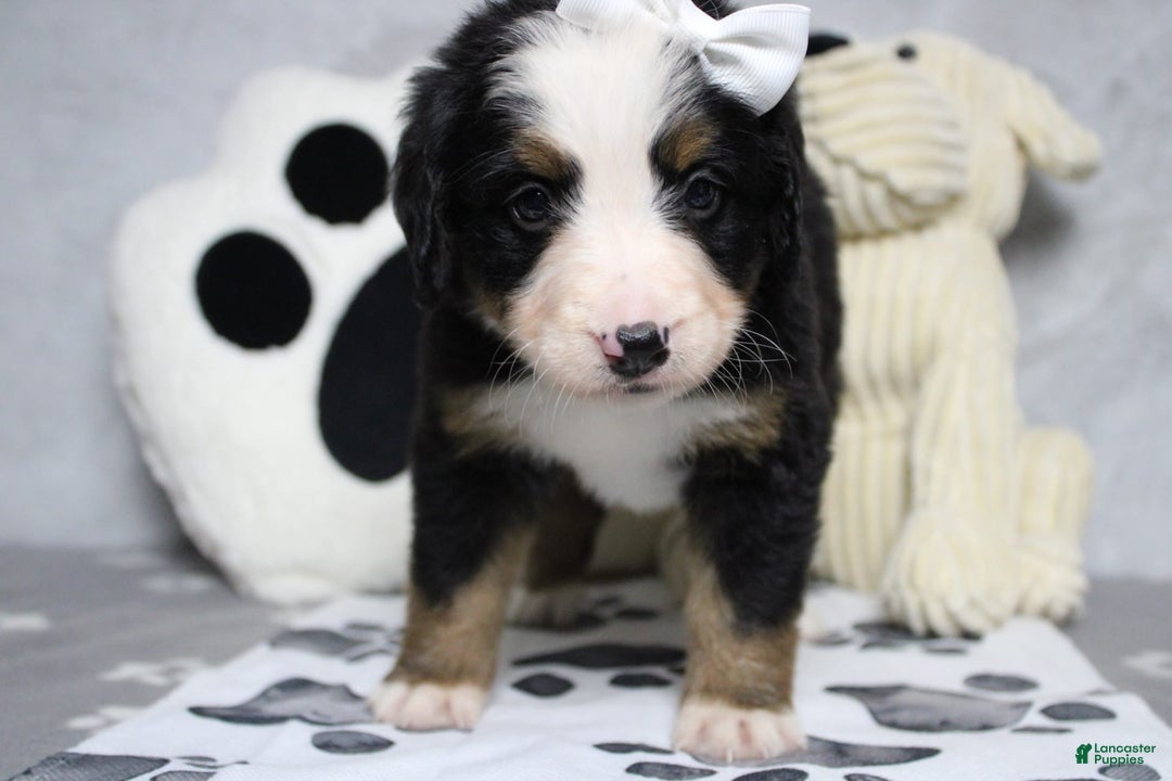Bernese Mountain Dog dogs for sale: Pebbles - Image 11