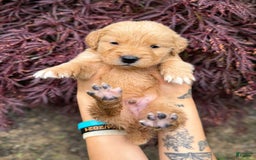 Golden Retriever dogs for sale: Oak - Image 2
