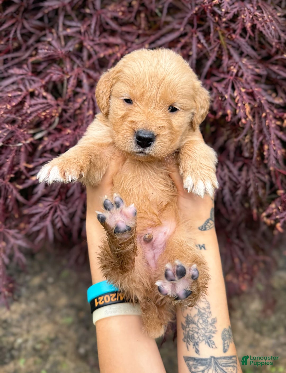 Golden Retriever dogs for sale: Oak - Image 2