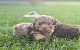 Aussiedoodle dogs for sale: Reagan - Image 6