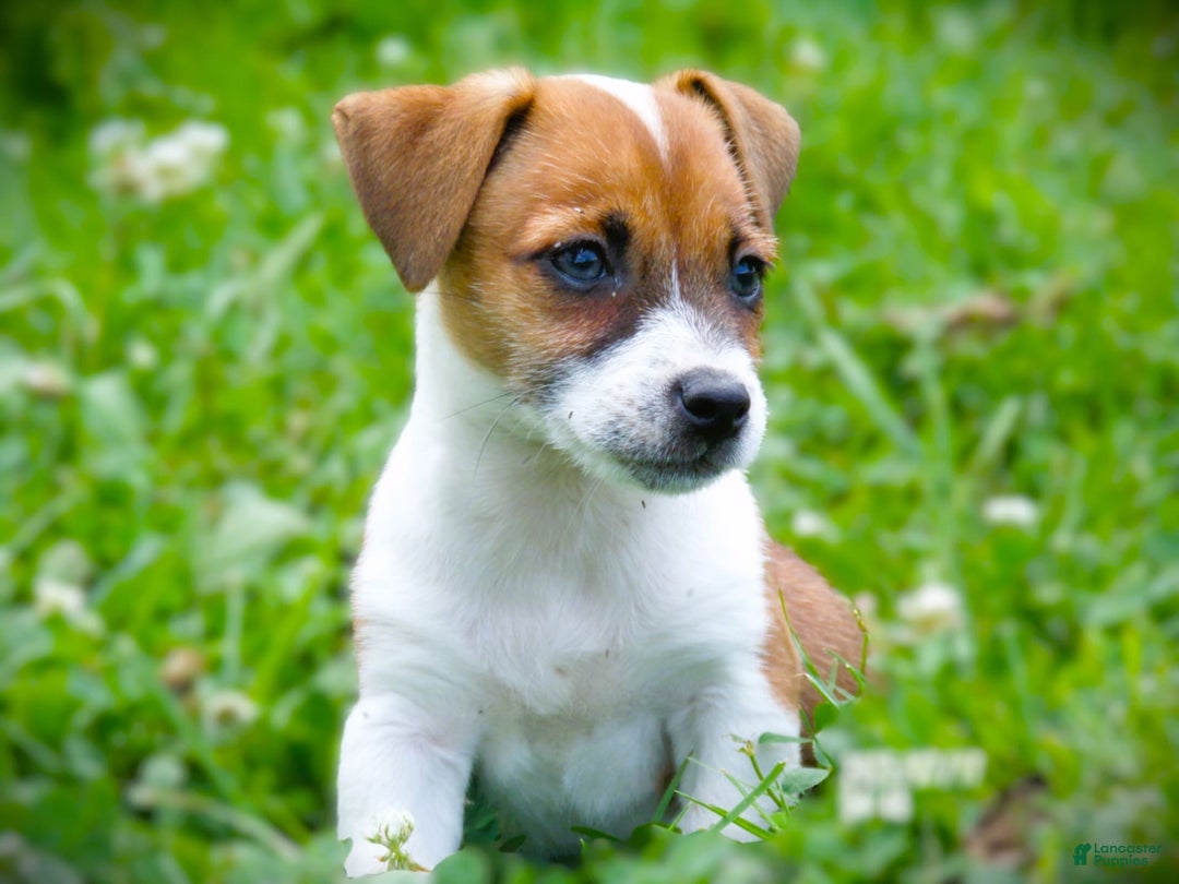 Jack Russell Terrier dogs for sale: Jamie - Image 3