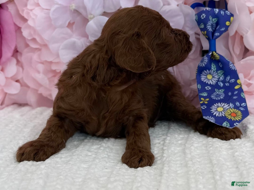 Toy Poodle dogs for sale: Rocket - Image 3