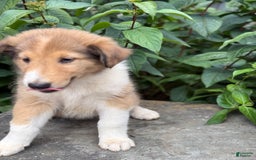 Collie dogs for sale: Amora - Image 6