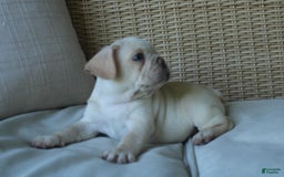 French Bulldog dogs for sale: Pugsley - Image 2