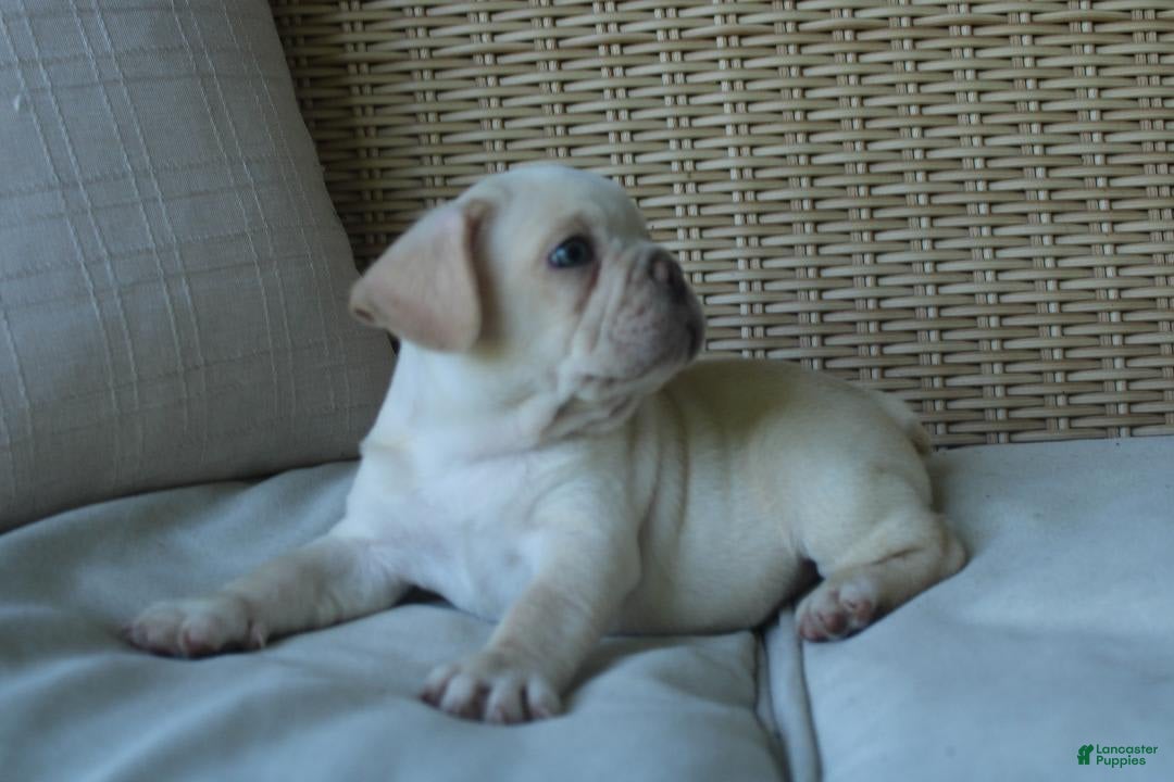 French Bulldog dogs for sale: Pugsley - Image 2
