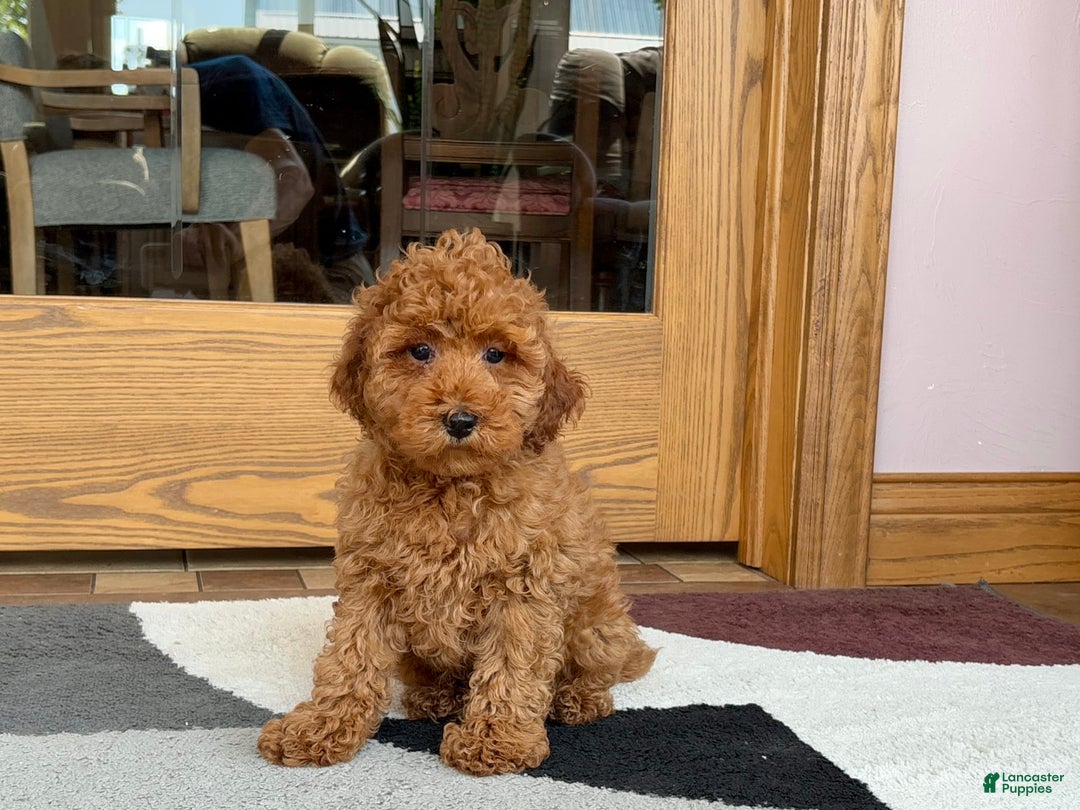 Cockapoo dogs for sale: Curtis - Image 13
