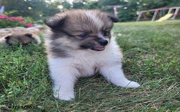 Pomeranian dogs for sale: Mackey - Image 1