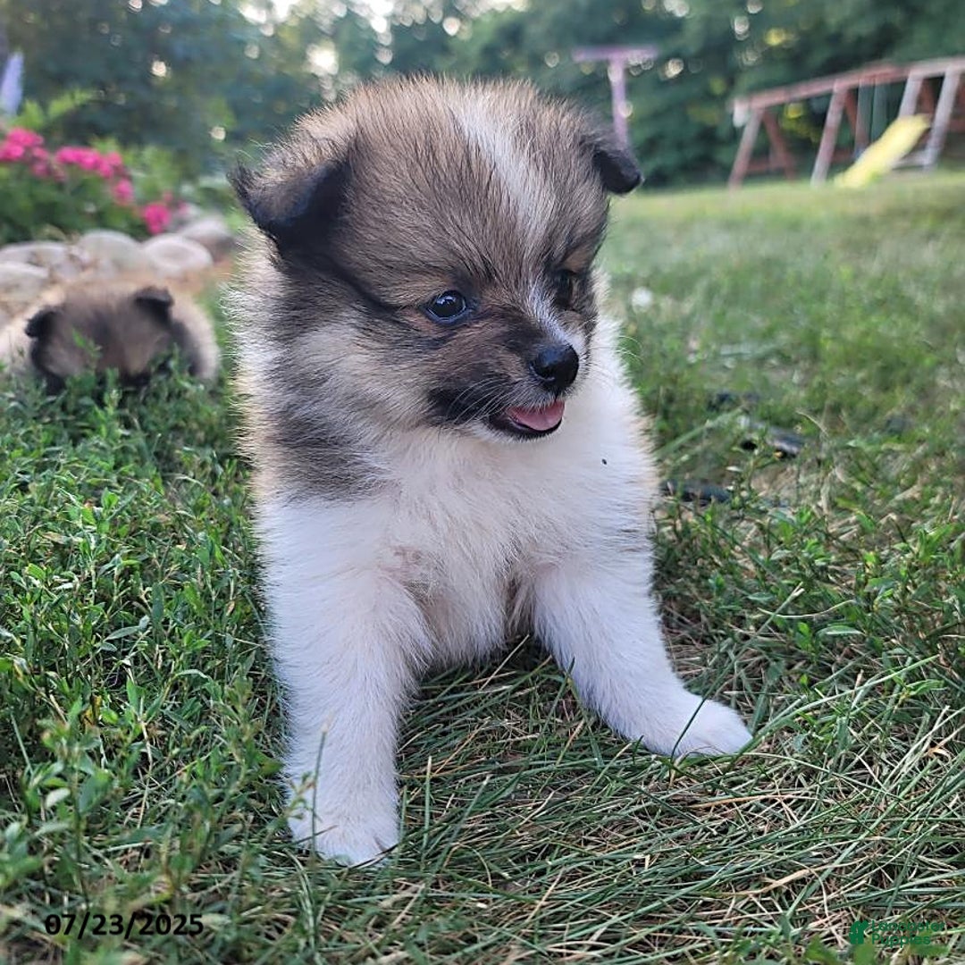 Pomeranian dogs for sale: Mackey - Image 1