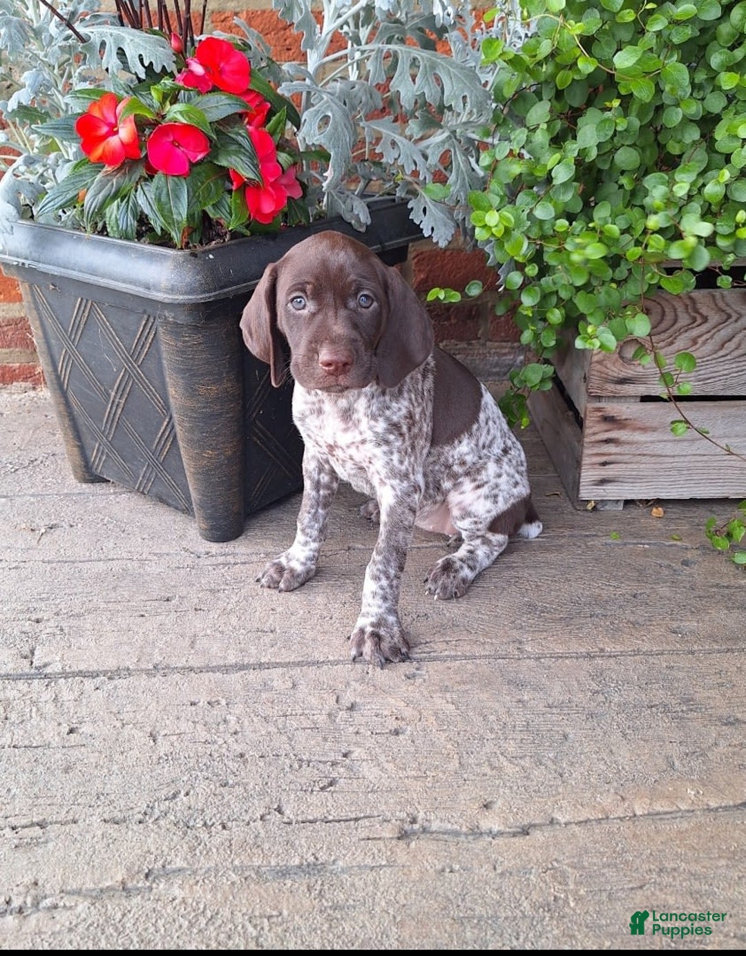 German Shorthaired Pointer dogs for sale: Oakley - Image 3