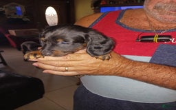 Dachshund dogs for sale: Male - Image 2