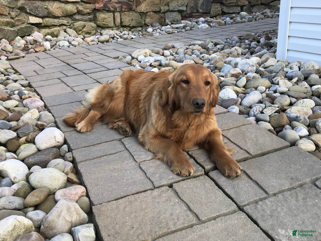 Mini Goldendoodle dogs for sale: Maple - Image 6