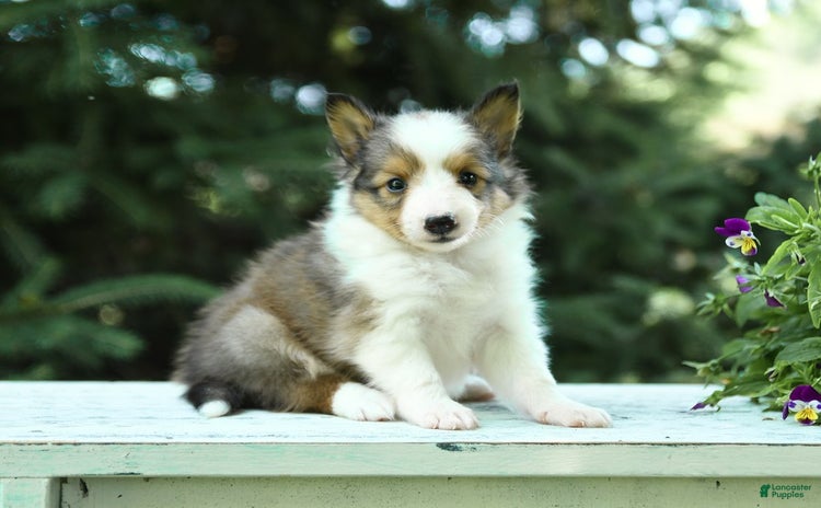 Shetland Sheepdog dogs for sale - Ad 3