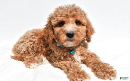 Mini Goldendoodle dogs for sale: Tabbi - Image 5