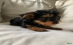 Yorkshire Terrier dogs for sale: Cash - Image 15