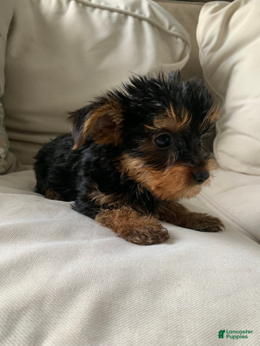 Yorkshire Terrier dogs for sale: Cash - Image 15