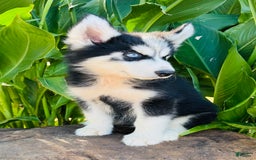 Siberian Husky dogs for sale: Stetson - Image 10