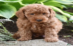 Miniature Poodle dogs for sale: Leo - Image 6