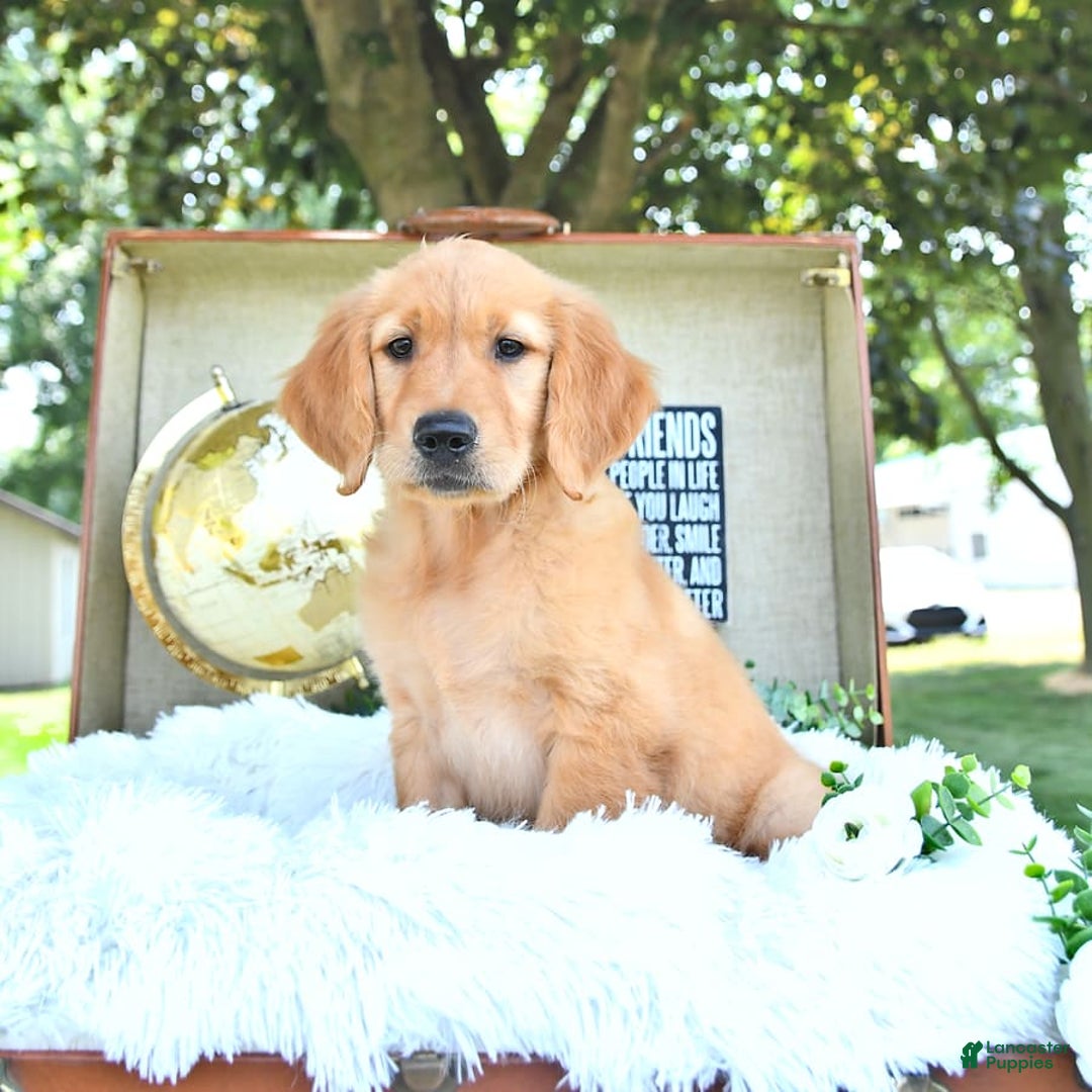 Golden Retriever dogs for sale: Addelyn - Image 13