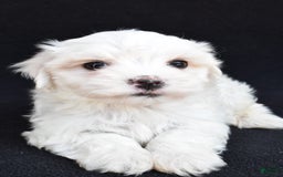 Maltese dogs for sale: Ronny - Image 5