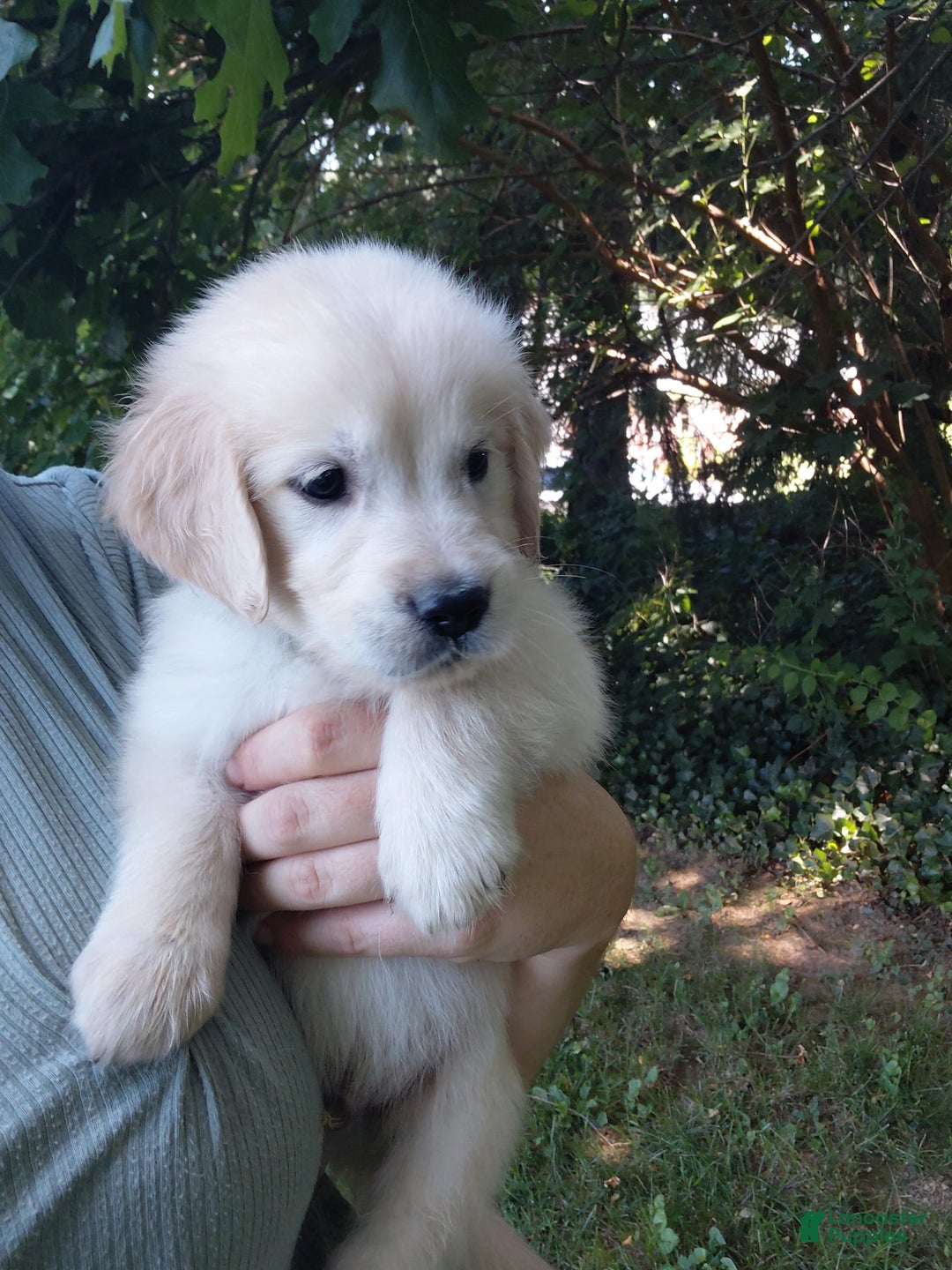 Golden Retriever dogs for sale: Picasso - Image 19