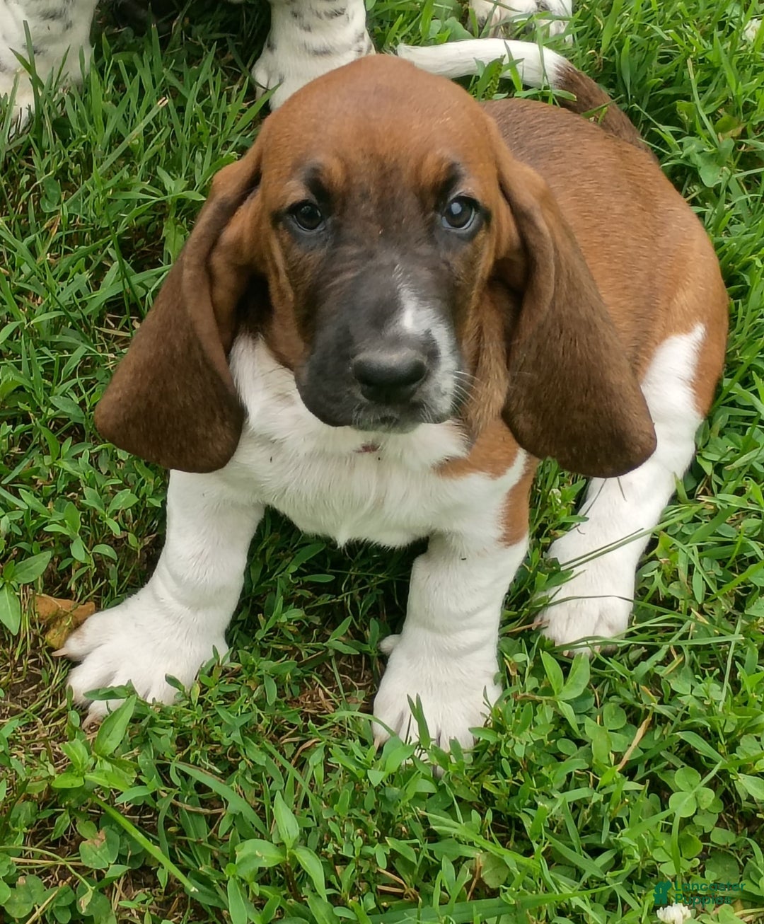 Basset Hound dogs for sale: Honey - Image 1