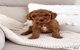 Mini Goldendoodle dogs for sale: Sand - Image 2