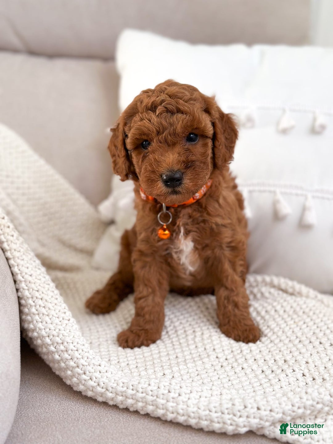Mini Goldendoodle dogs for sale: Sand - Image 2