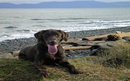 Labrador Retriever dogs for sale: Goldie - Image 2