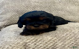 Cavapoo dogs for sale: Max - Image 4