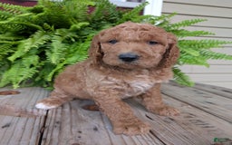 Goldendoodle dogs for sale: Maggie - Image 11