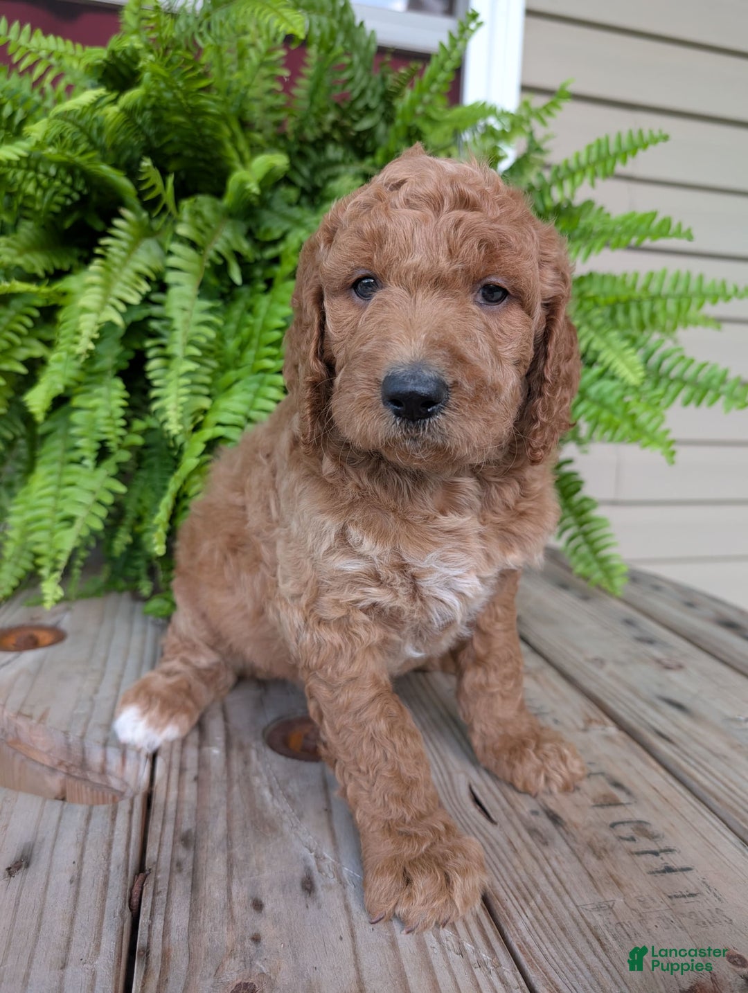 Goldendoodle dogs for sale: Maggie - Image 11