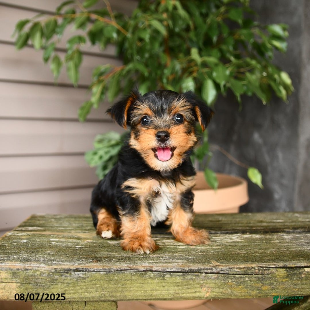 Yorkshire Terrier dogs for sale: Haven - Image 4