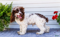 Cocker Spaniel dogs for sale: Charles - Image 4