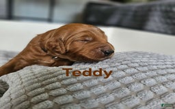 Goldendoodle dogs for sale: Teddy - Image 1