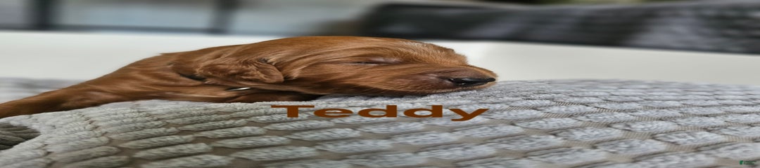 Teddy