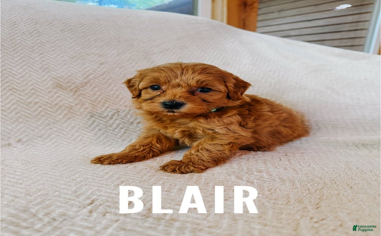 Mini Goldendoodle dogs for sale - Ad 4