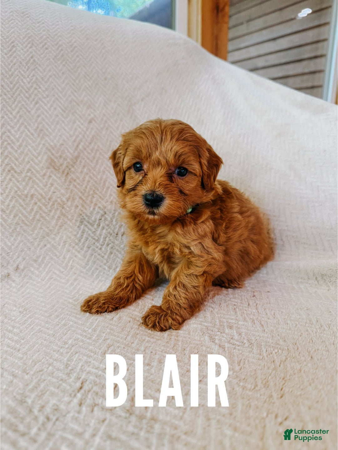 Mini Goldendoodle dogs for sale: Blair - Image 1