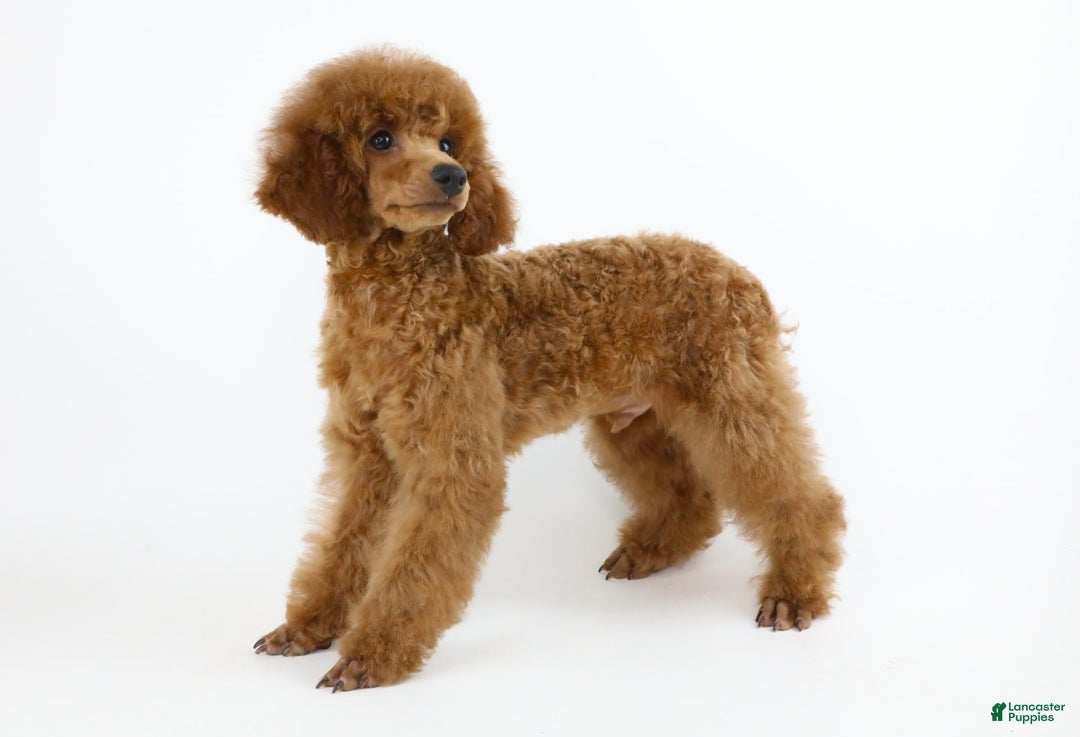 Miniature Poodle dogs for sale: Chase - Image 3