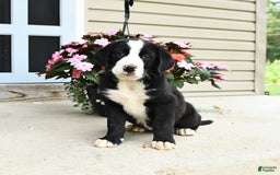 Bernese Mountain Dog dogs for sale: Pal - Image 2