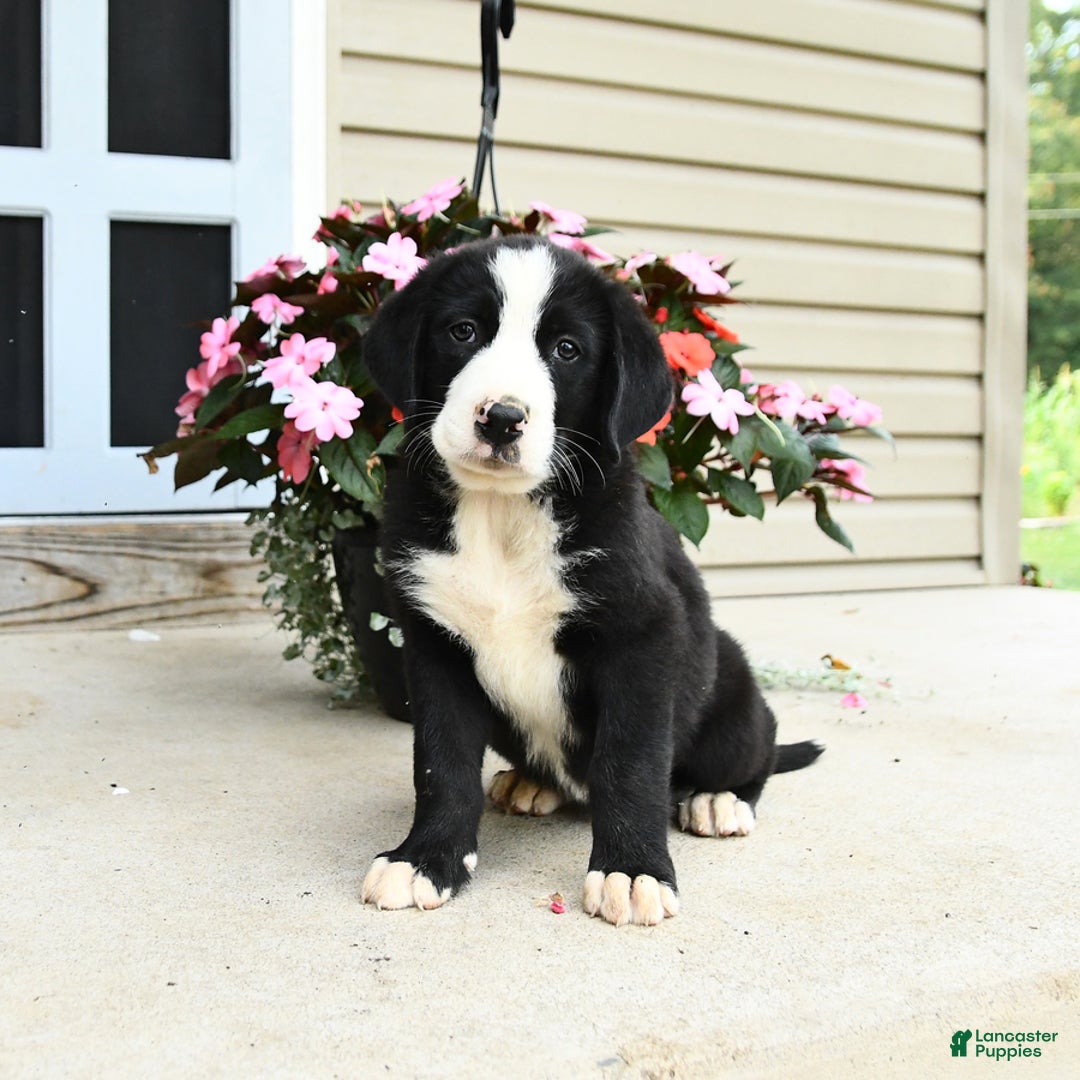 Bernese Mountain Dog dogs for sale: Pal - Image 2
