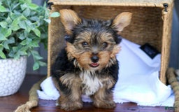 Yorkshire Terrier dogs for sale: Snickers - Image 1