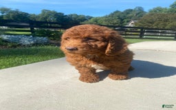 Mini Goldendoodle dogs for sale: Dane - Image 8
