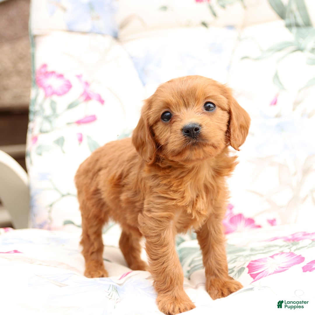Cavapoo dogs for sale: Sally - Image 5