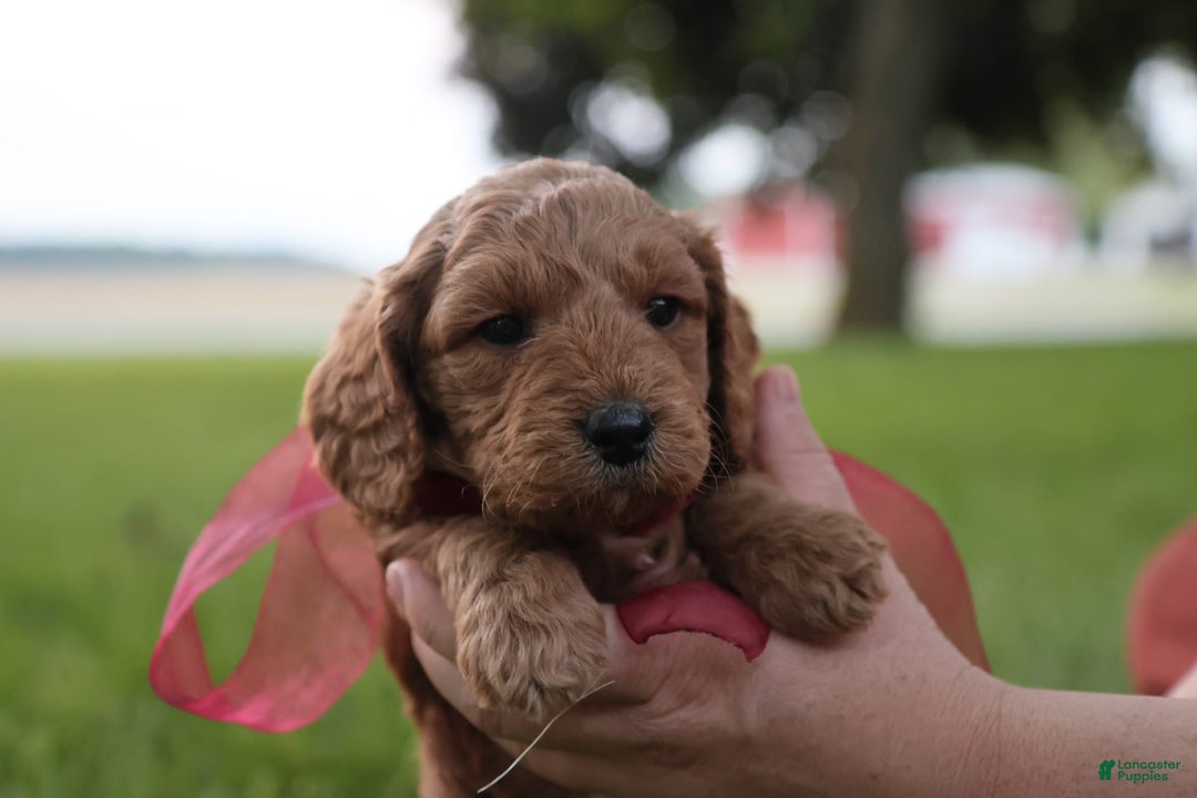 Mini Goldendoodle dogs for sale: Rosie - Image 14