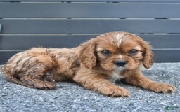 Cavalier King Charles Spaniel dogs for sale: Wendle - Image 4