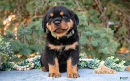 Rottweiler dogs for sale: Kermit - Image 1