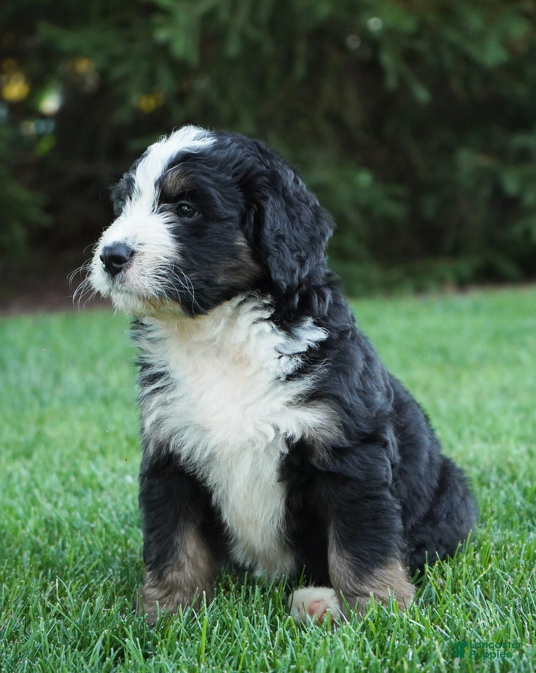 Bernedoodle dogs for sale: Buck - Image 4